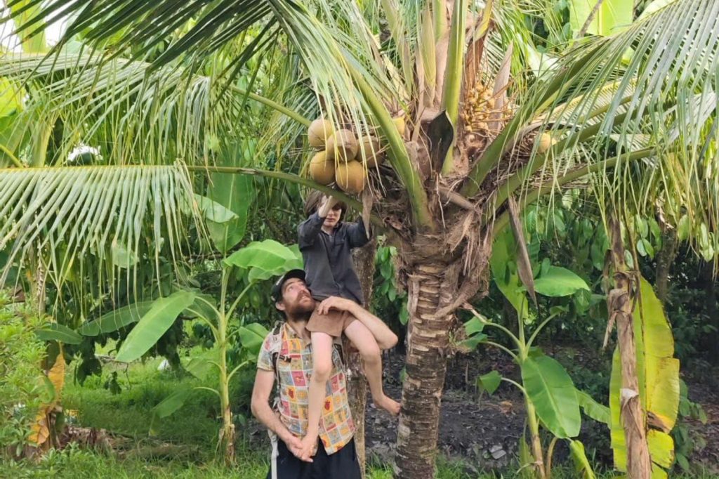 A child on a man’s shoulders, reaching for coconuts.