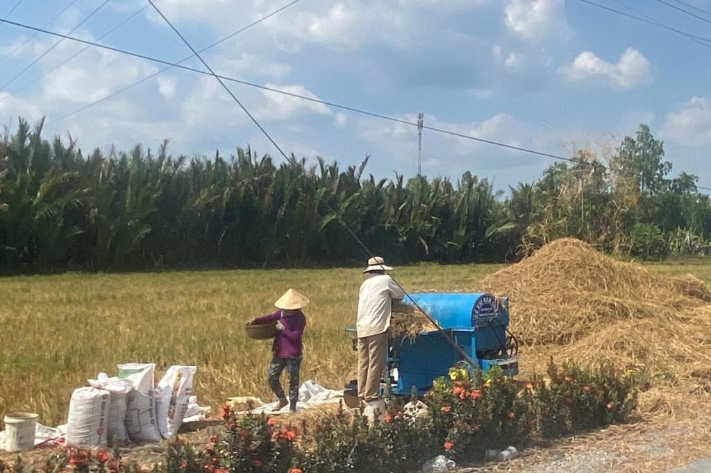 Farmers threshing rice at the edge of a field.