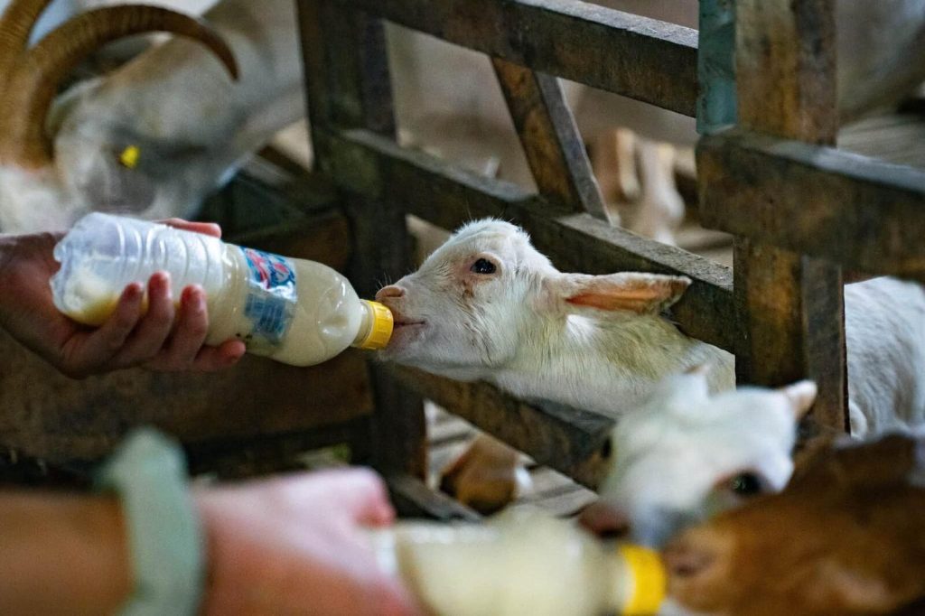 Bottle-feeding a young goat on a farm visit.
