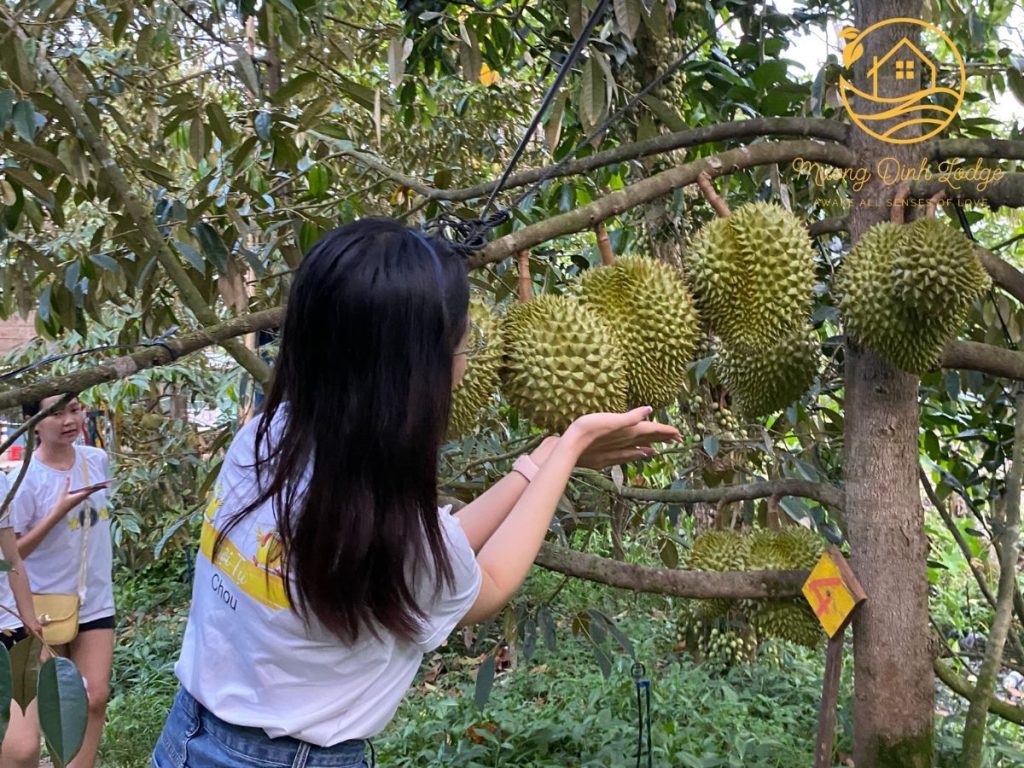 A guest reaching up to the durians hanging from a tree in the fruit garden.
