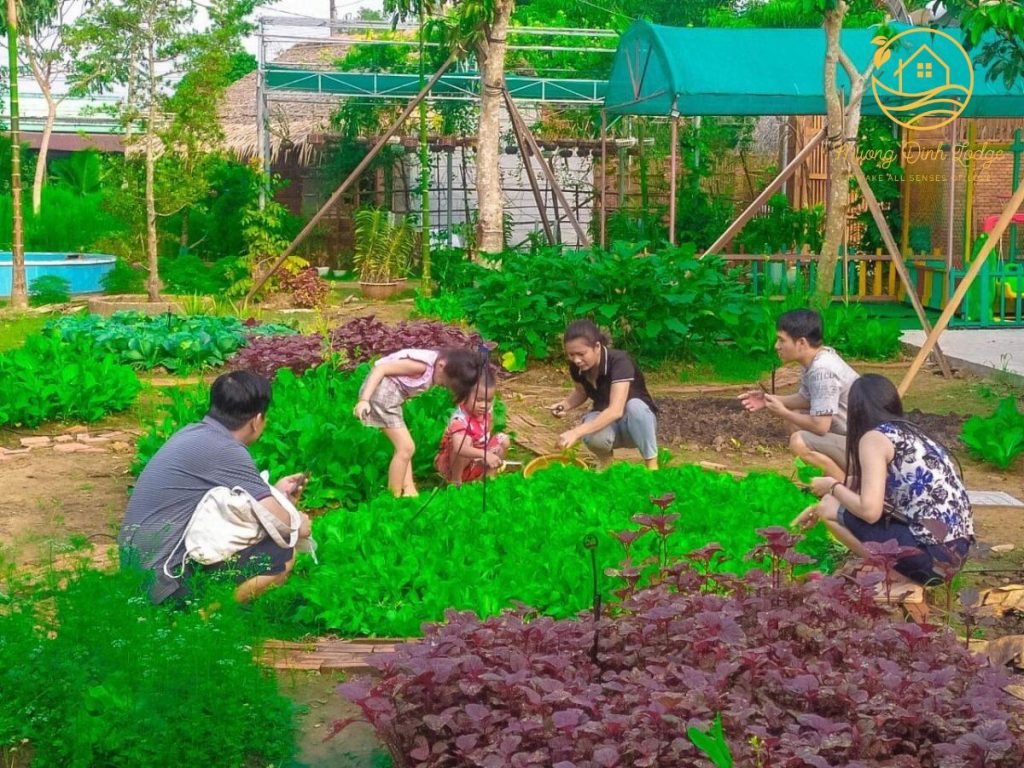 Guests crouching among rows of green and purple vegetables in a garden.