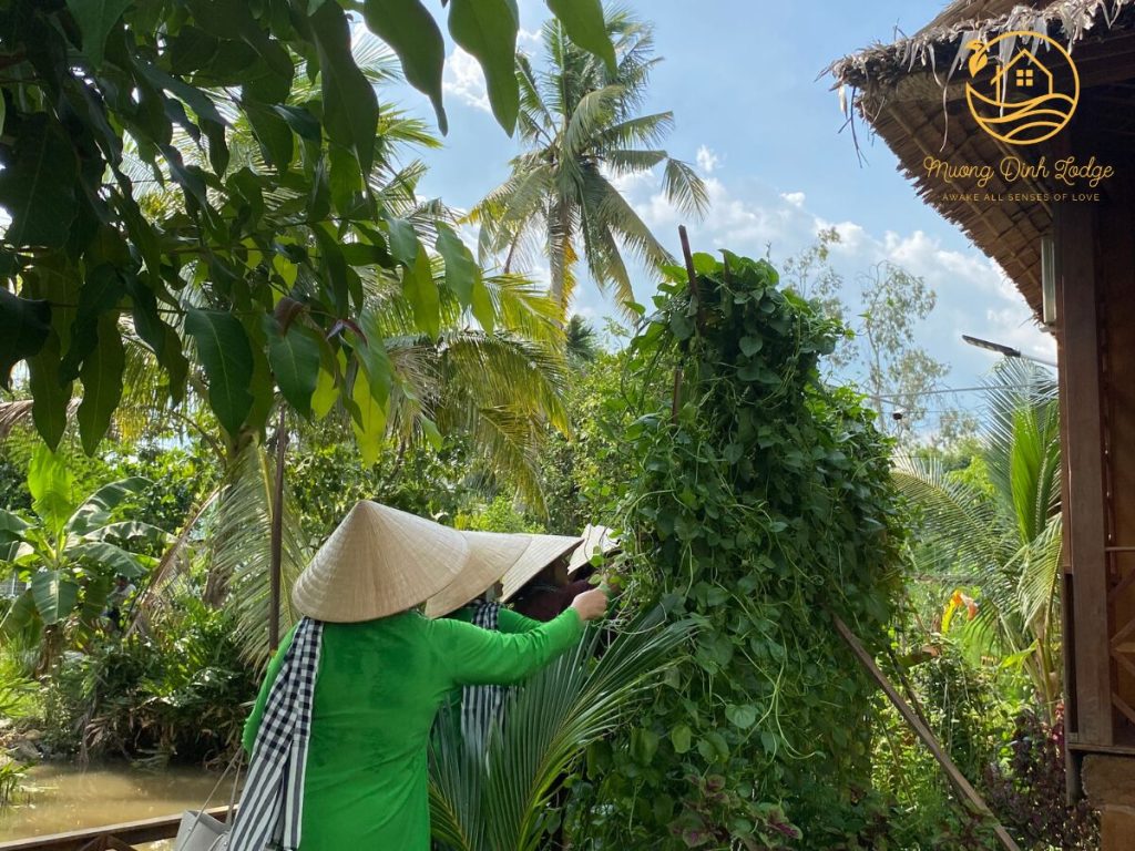 Four people in conical hats picking leaves from a tall vine-covered pole beside a thatched roof.