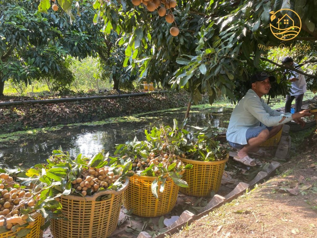 Baskets of freshly picked fruit clusters on a canal bank, a man crouching beside them.
