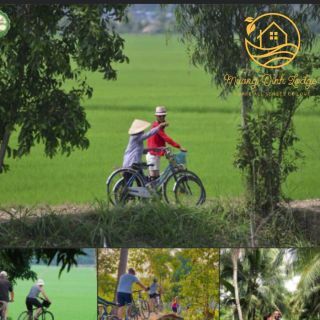 A collage of cyclists riding past green rice fields and garden paths.
