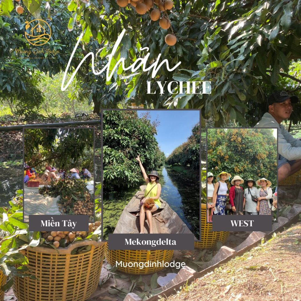 A longan harvest poster with photos of fruit baskets, a canal boat ride and guests in an orchard.
