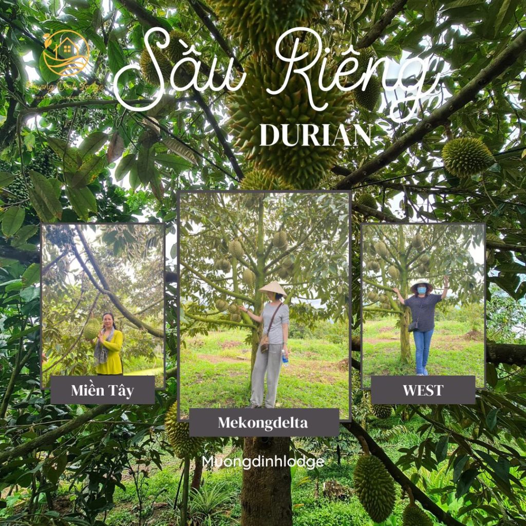 A durian poster with photos of guests standing among durian trees in an orchard.