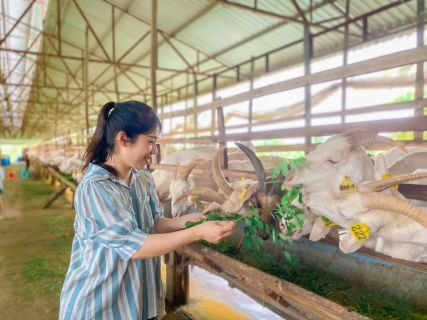 A woman feeding leaves to goats along a long goat barn.