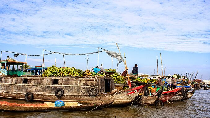 Wooden cargo boats loaded with produce moored on a wide river.