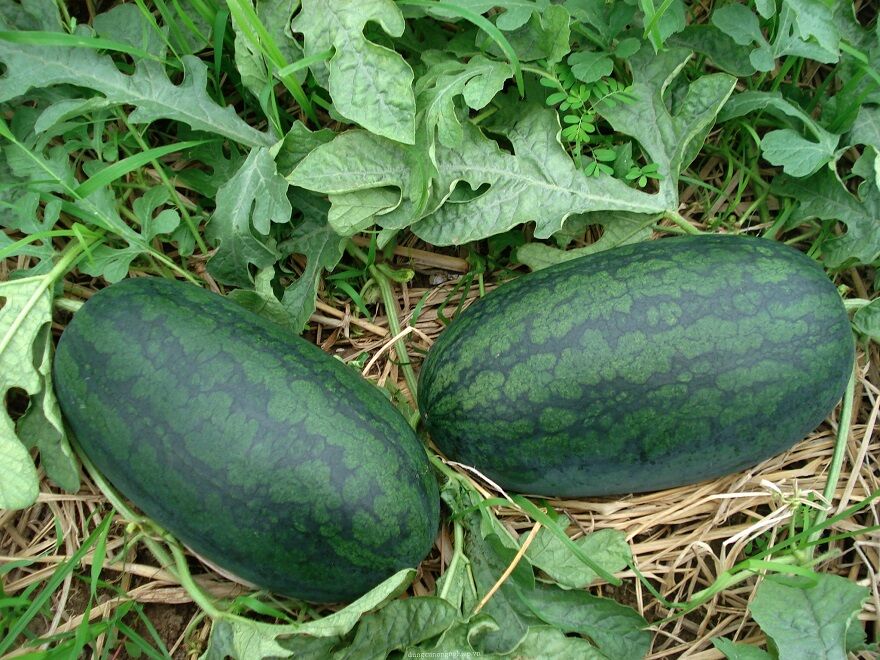 Two striped watermelons lying on straw among the vines.