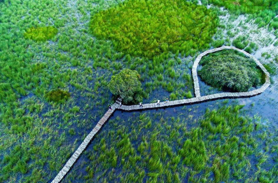 An aerial view of a wooden walkway looping across green wetland.