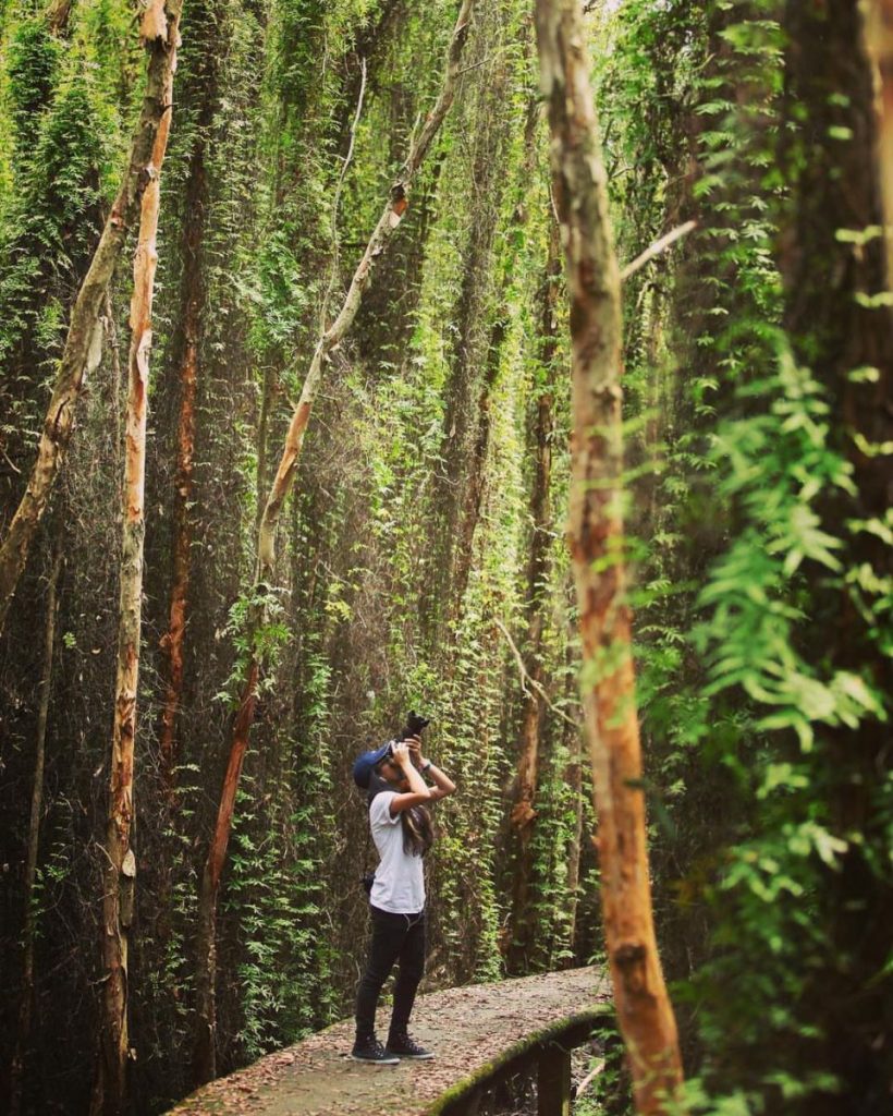 A visitor standing on a path among tall trees draped in green vines.