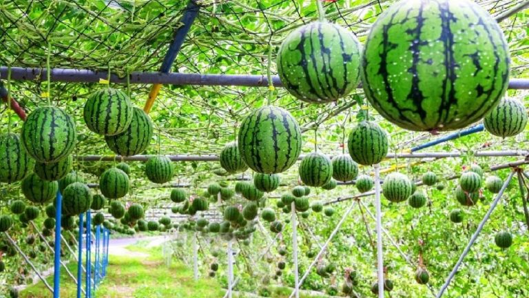 Watermelons hanging from an overhead trellis in a green garden.