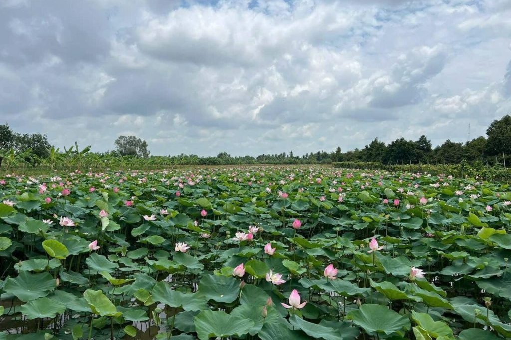 A wide lotus field in bloom under a cloudy sky.