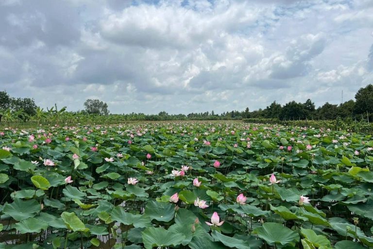 A wide lotus field in bloom under a cloudy sky.