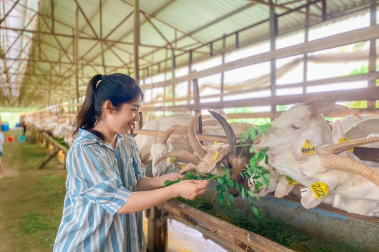 A woman feeding leaves to white goats in a long shed.