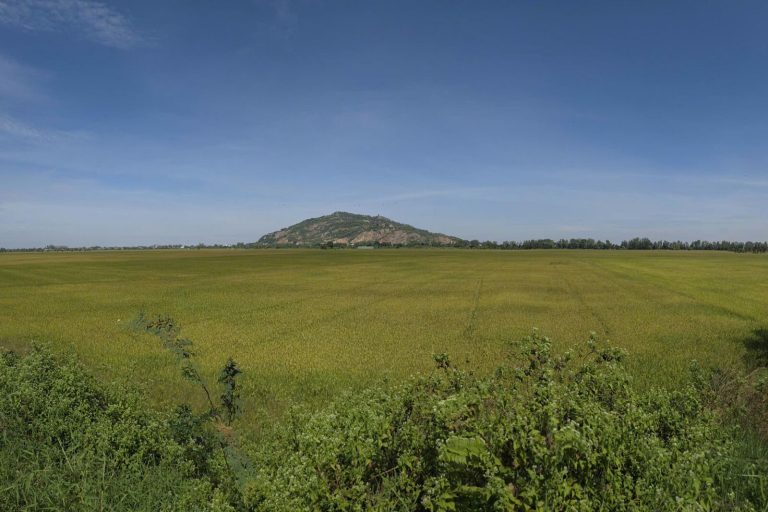 Green rice fields stretching to a lone hill under a blue sky.
