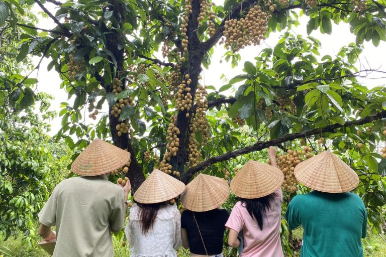 Du khách đội nón lá ngước nhìn những chùm trái treo trên cây.
