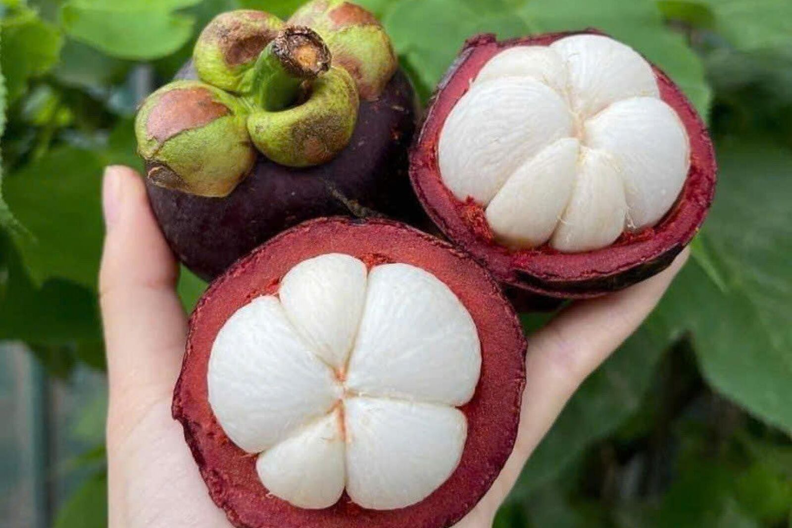 A hand holding opened mangosteens, showing their white segments.