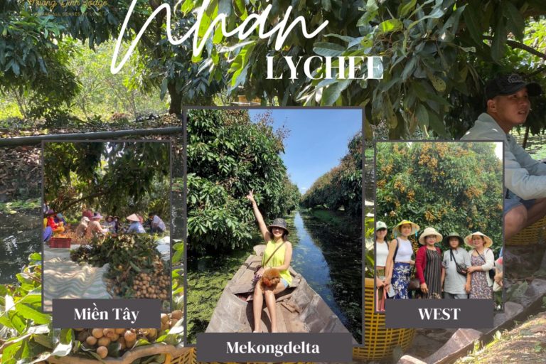 A longan poster labelled Mekong Delta, with photos of an orchard, a canal boat ride and a group of visitors.