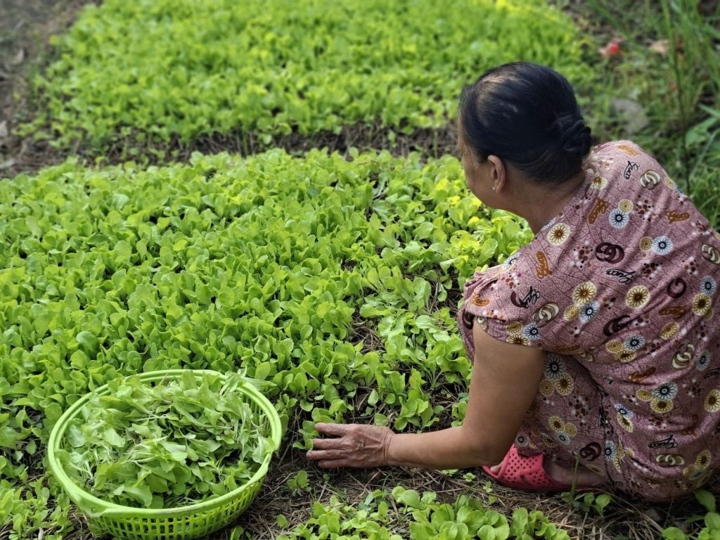 A woman harvesting young greens from a garden bed into a basket.