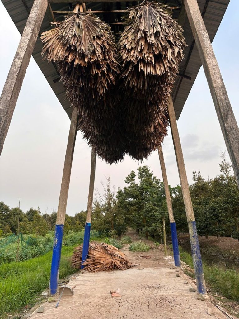 Bundles of leaf thatch hung to dry on a tall wooden frame above a dirt path.