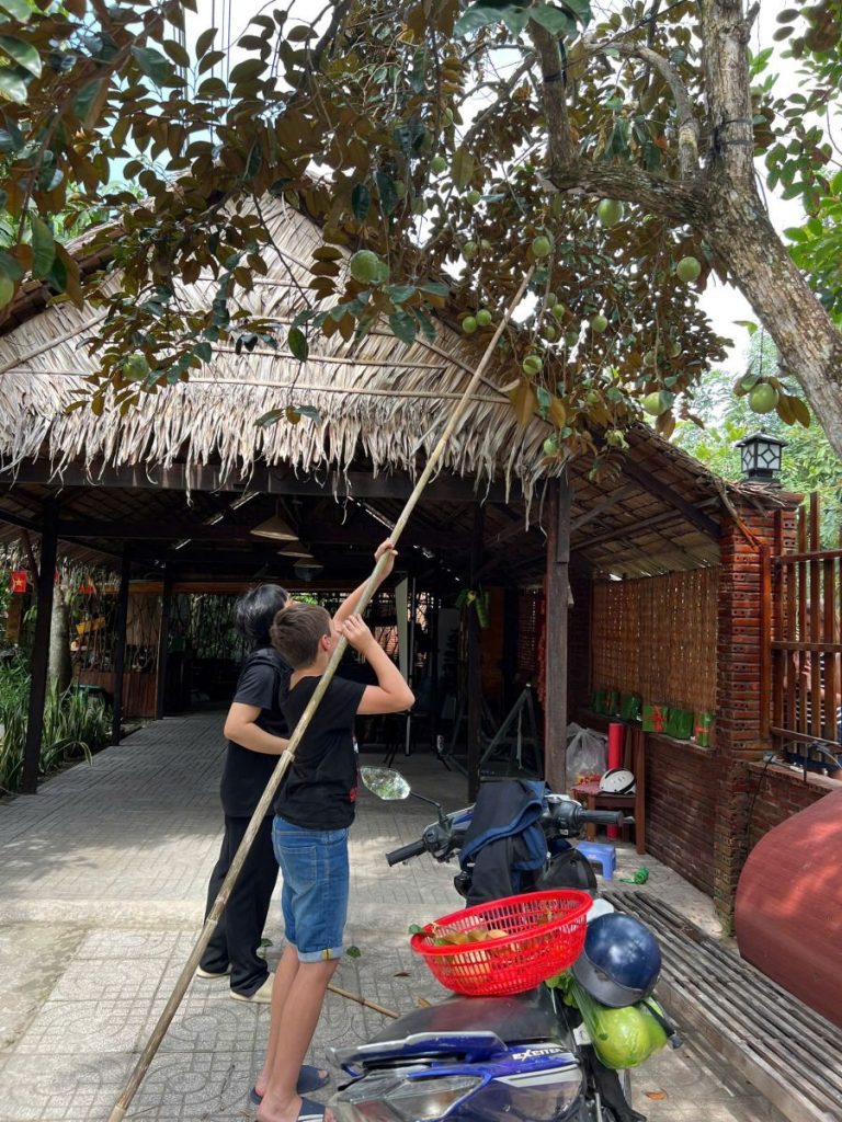 A boy using a long pole to pick fruit from a tree beside a thatched shelter.