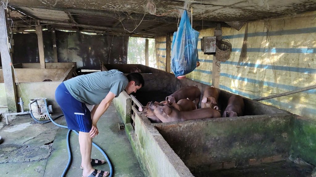 A visitor leaning over a pen of pigs in a farm shed.