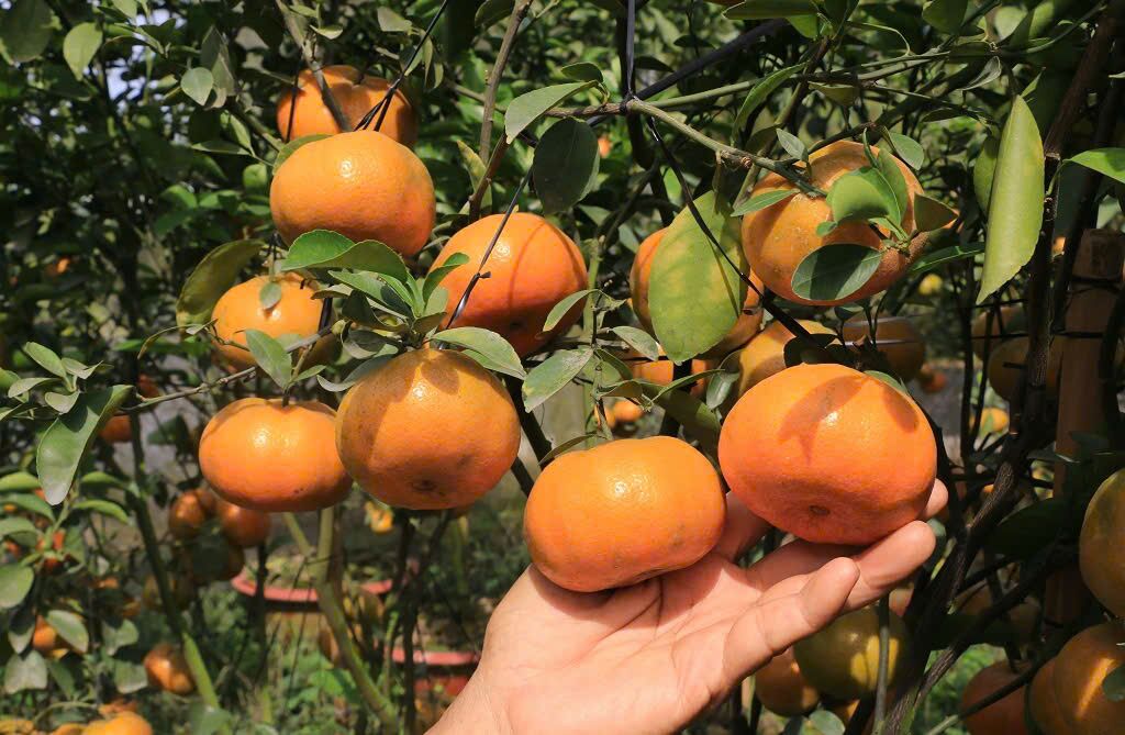 A hand holding ripe Lai Vung mandarins on a laden tree.