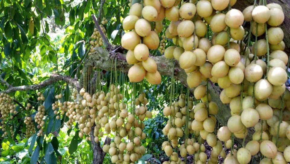 Clusters of Burmese grapes hanging thickly from a tree trunk.