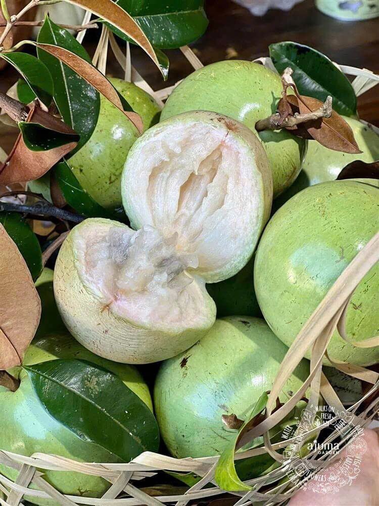 Green star apples in a basket, one broken open to show the milky flesh.