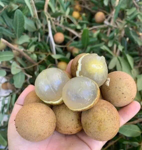 A hand holding a bunch of longans, some peeled to show the clear flesh.