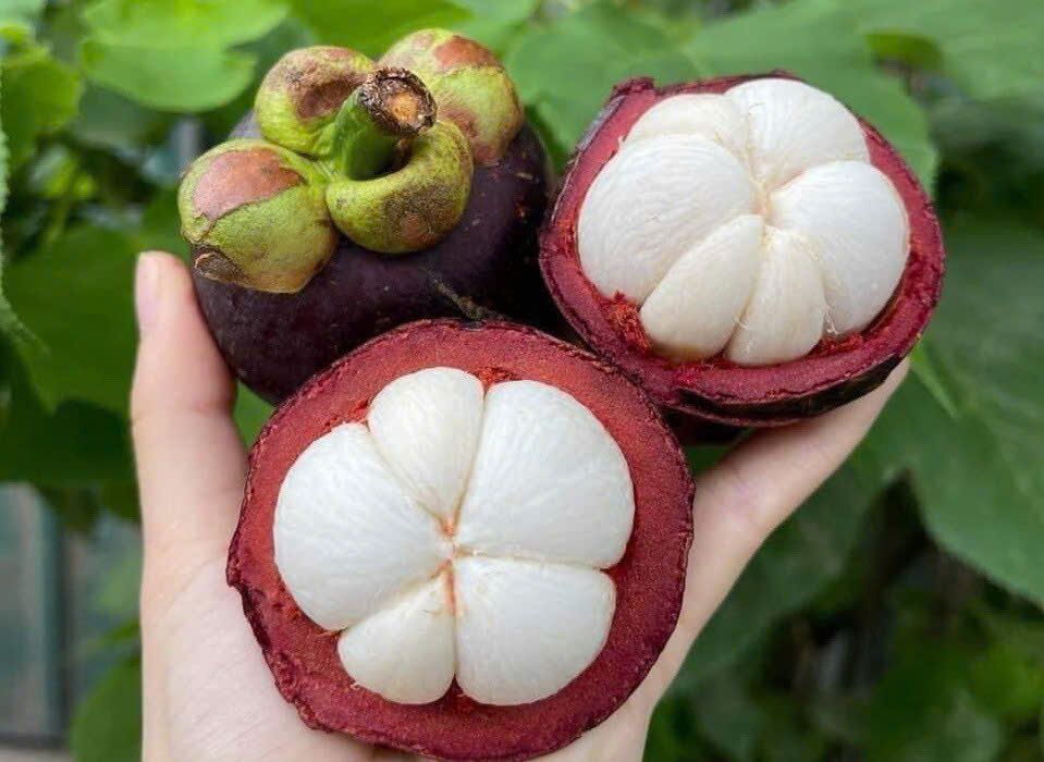 Three mangosteens in a hand, two halved to show the white segments, against green leaves.