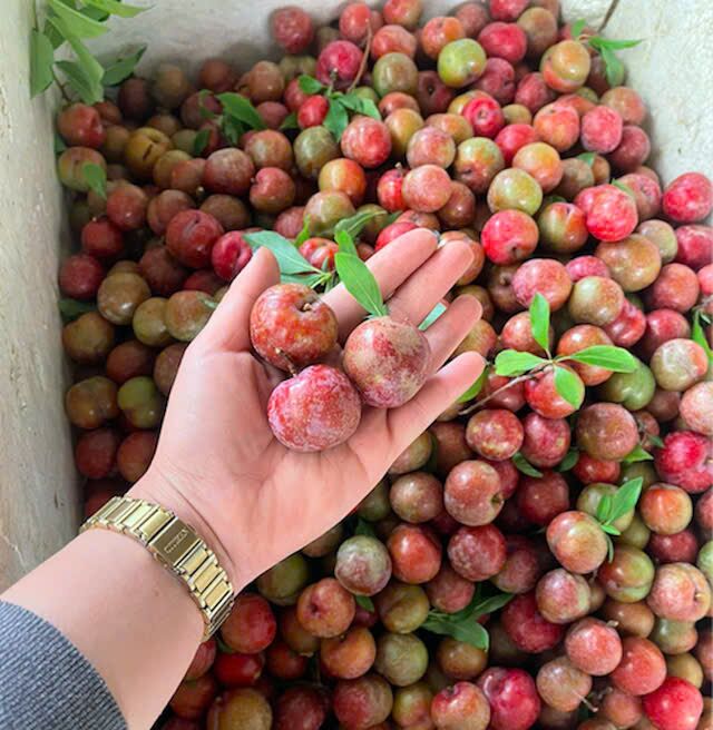 A hand holding red northern plums over a crate full of them.