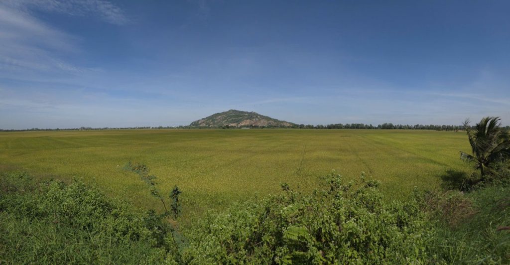 A wide green rice plain with a single hill on the horizon.
