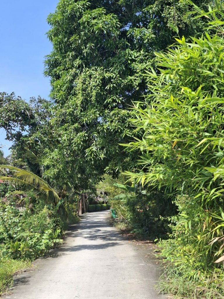 A narrow concrete lane through tall bamboo and trees.