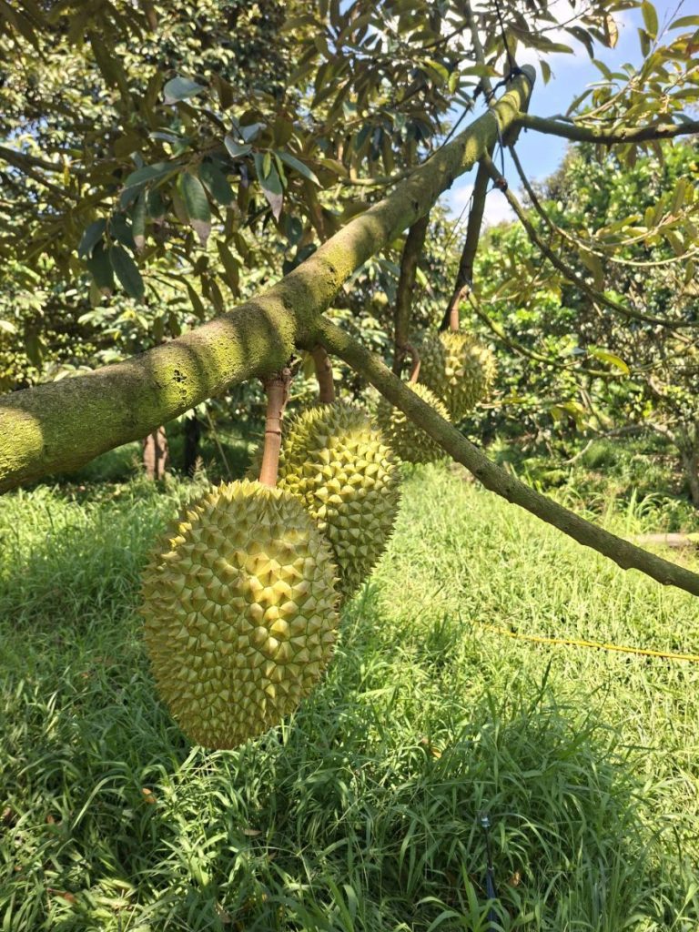 Large spiky green fruits hanging from a branch above the grass.