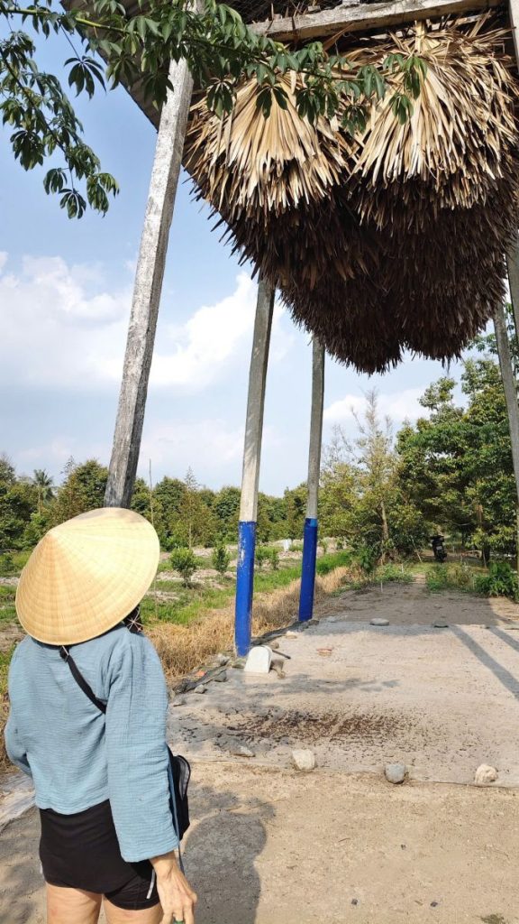 A woman in a conical hat looking up at leaf thatch drying on a tall frame.