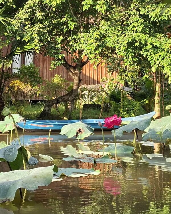 Lotus leaves and boats on the canal