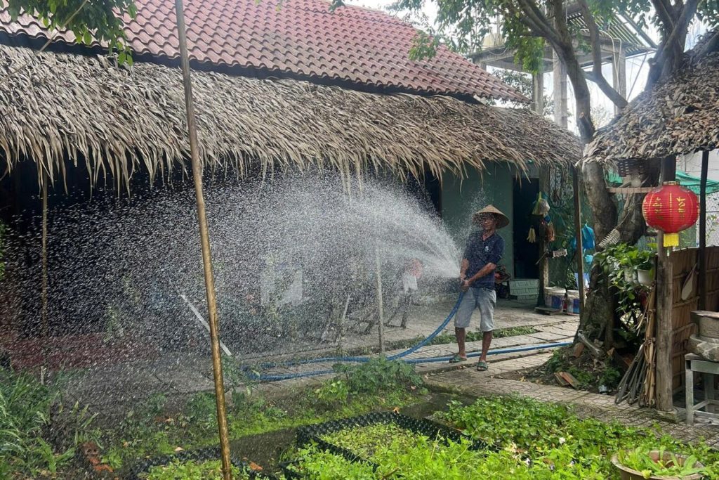 Watering the lawn beside thatched bungalows.