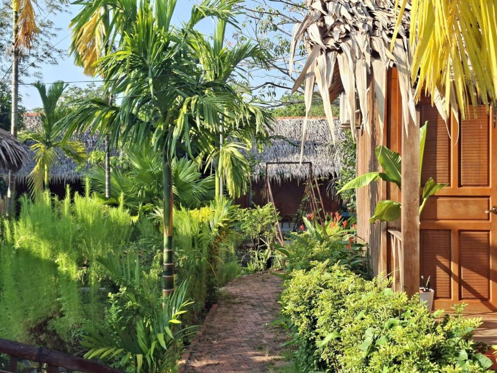 The garden path between the areca palms.