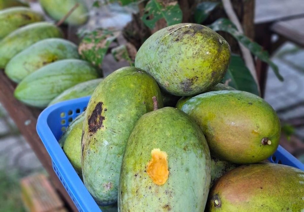 Basket of green mangoes from the garden.