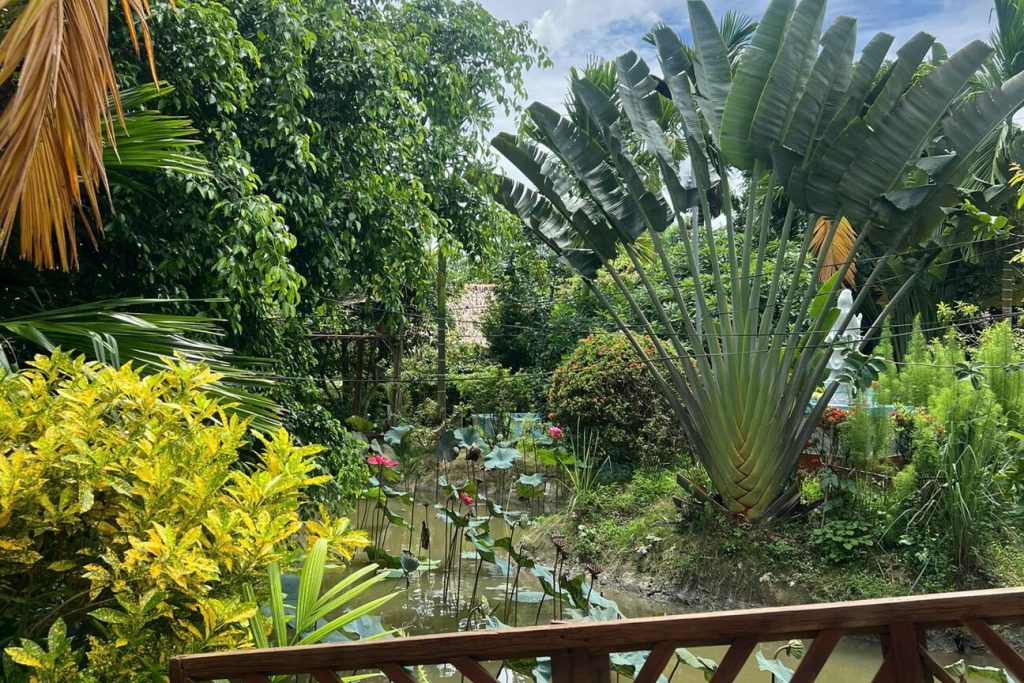 Lotus pond and traveller palms seen from a veranda.
