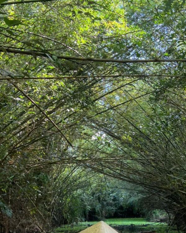 A bamboo tunnel arching over a garden path
