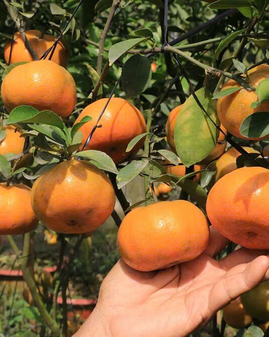 A hand holding ripe tangerines in the orchard