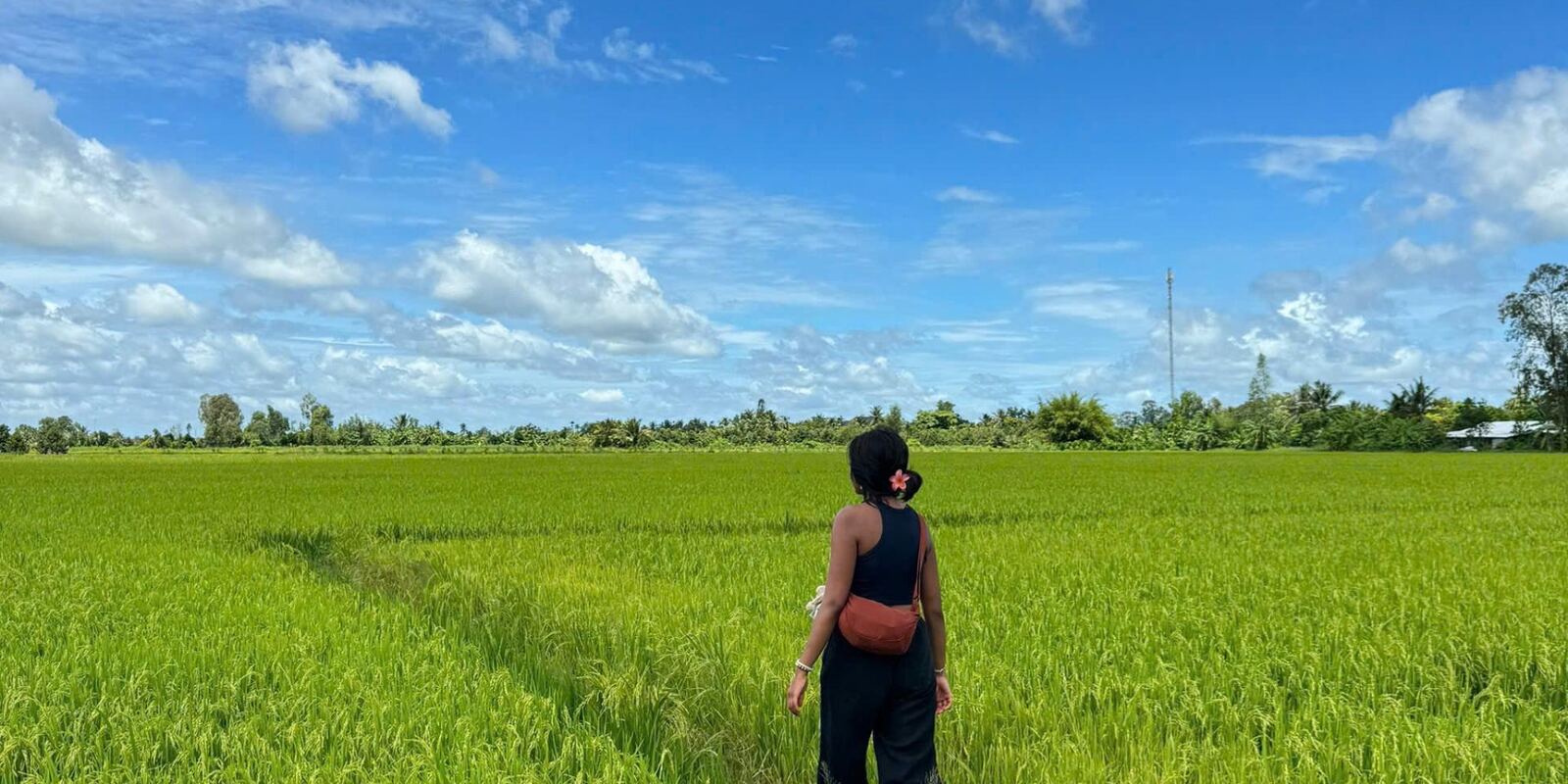 A green rice field under a blue sky.