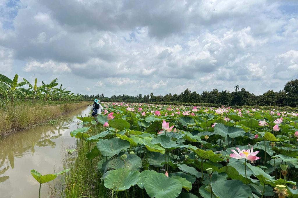 A lotus field along the canal.